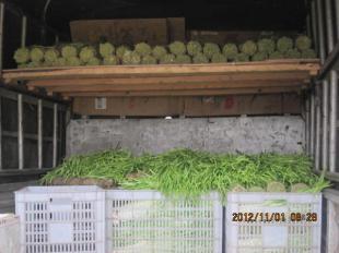 四川中江縣優質新鮮韭黃批量供應，誠邀批發商合作